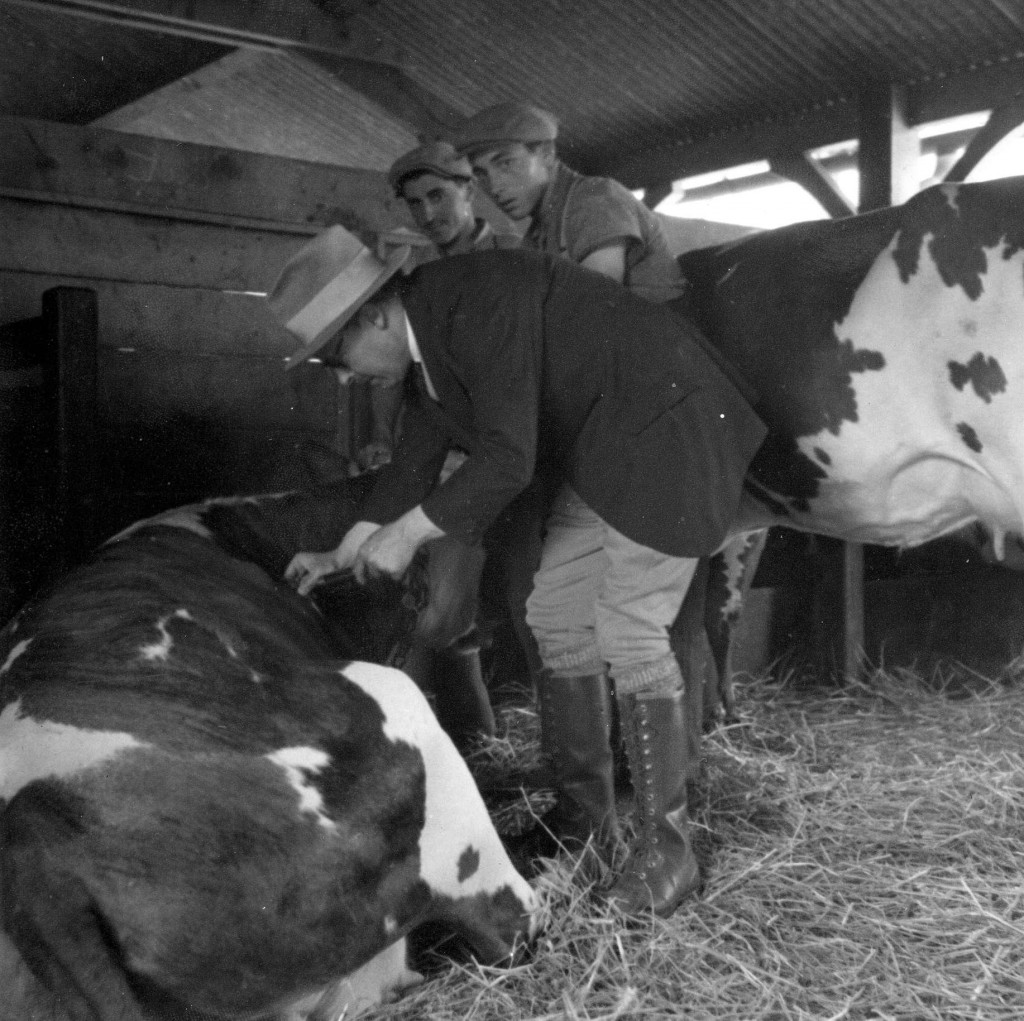 Ludovic Blaizot  faisant un prélèvement sur un bovin.